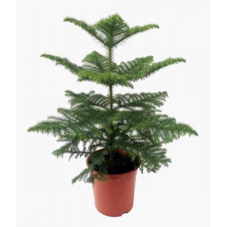 Araucaria heterophylla (17cm pot)