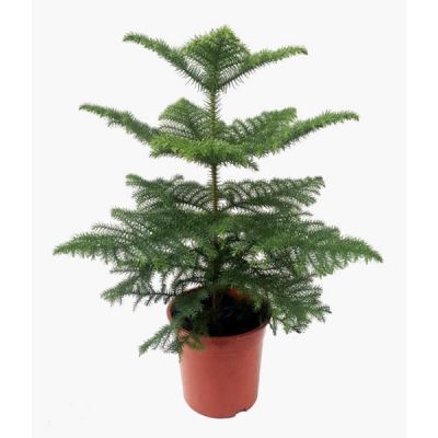 Araucaria heterophylla (21cm pot)