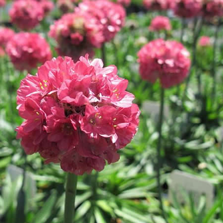 Armeria Dreameria 'Dreamland' - Public domain image under fair use