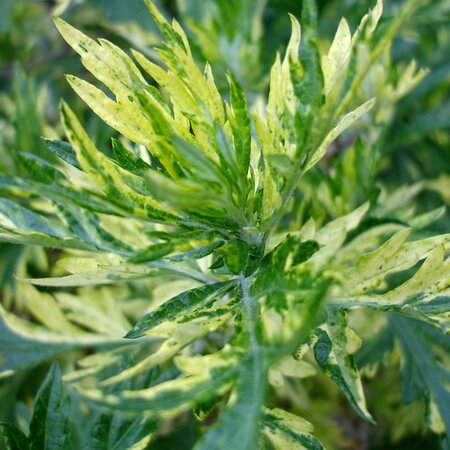 Artemisia OrientalLimelight (2L pot)