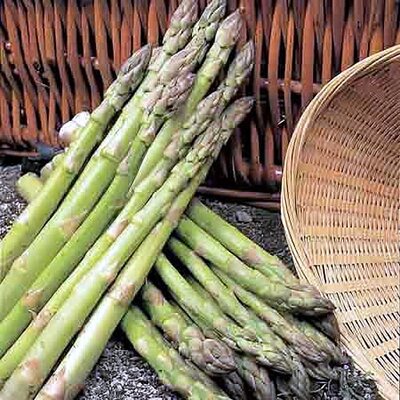 Asparagus Connover's Colossal - image 1