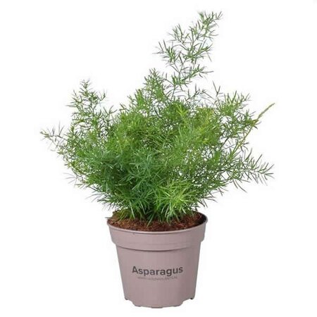 Asparagus Sprengeri (15cm pot)