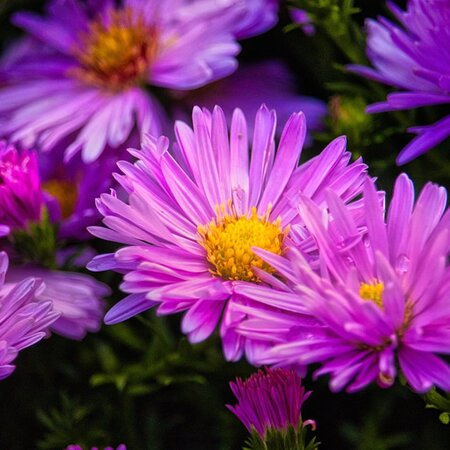 Aster 'Alice Haslam' - Image by Heike from Pixabay 