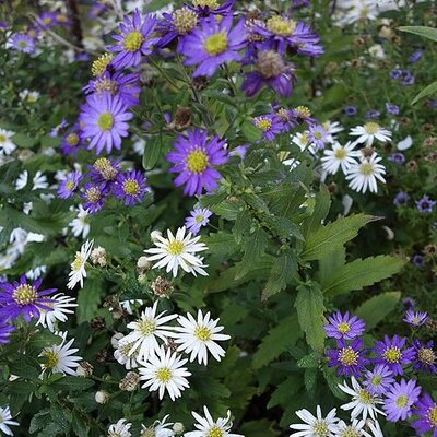 Aster 'Ezo Murasaki' - Photo by Ulimw