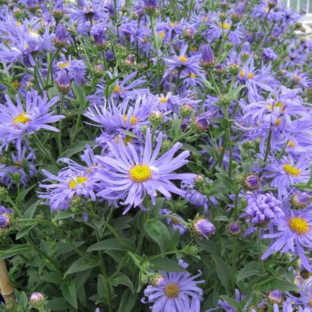 Aster Frikartii 'Monch' - Photo by Leonora (Ellie) Enking (CC BY-SA 2.0)