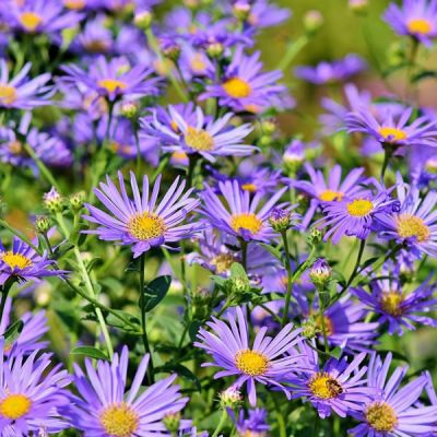 Aster "Little Carlow" - Image by Capri23auto from Pixabay 