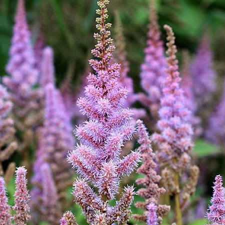 Astilbe Chin. 'Pumila' - Photo by Dominicus Johannes Bergsma (CC BY-SA 4.0)