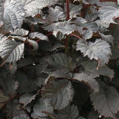 Astilbe 'Chocolate Shogun' - Public Domain Image