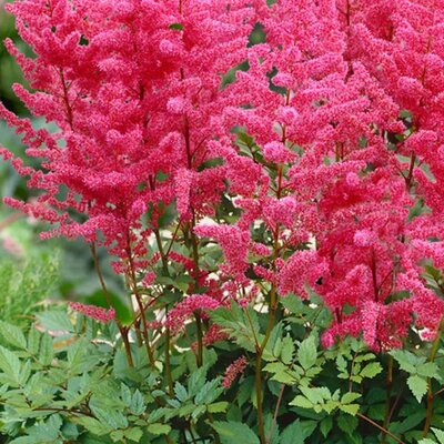 Astilbe 'Drum And Bass' - Public Domain Image