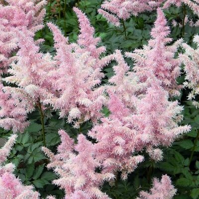 Astilbe 'Hennie Graafland' - Image by Alina Kuptsova from Pixabay 