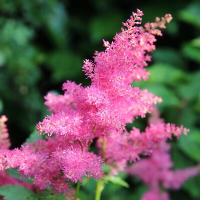 Astilbe 'Maggie Daley' - Image by Etienne GONTIER from Pixabay