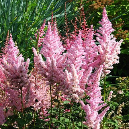 Astilbe Pink - Photo b Kor!An (Корзун Андрей) (GFDL)