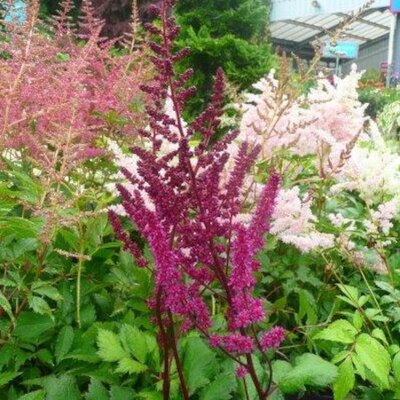 Astilbe 'Visions' - Photo taken at Ardcarne Garden Centre, Boyle on 27/06/25