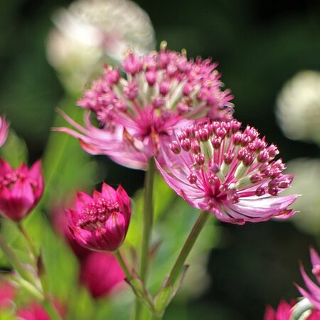 Astrantia 'Claret' - Image by Manfred Antranias Zimmer from Pixabay 