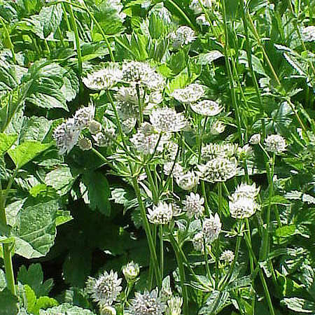 Astrantia 'Star Of Billion' - Photo by Sten Porse (GFDL)