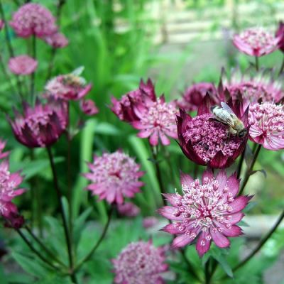 Astrantia “Star of Love” - Image by susanne irming from Pixabay