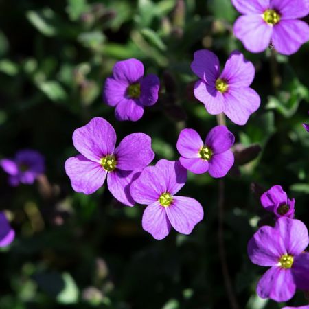 Aubrieta 'Audrey Blue' (9cm pot)