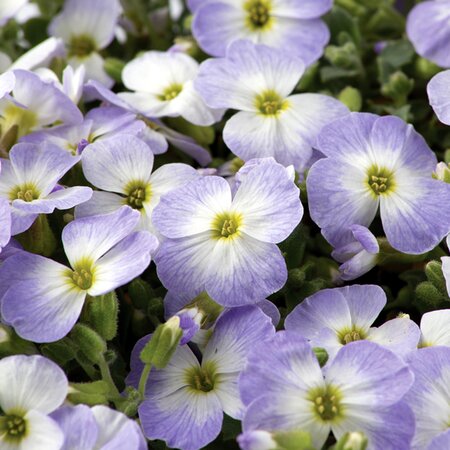 Aubrieta Bicolour - Image courtesy of Florensis