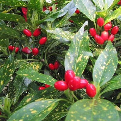 Aucuba Japonica Crotonifolia (5L pot)