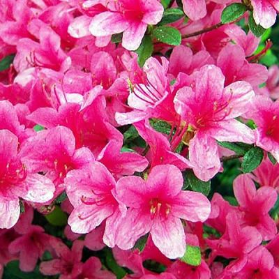 Azalea Anouk - Image by S. Hermann & F. Richter from Pixabay