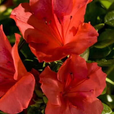 Azalea 'Encore Sunset' (2L pot)