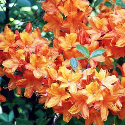 'Azalea Geisha Orange' - Image by Jan Volkmann from Pixabay