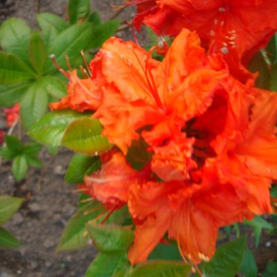 Azalea Hybrid "Gibraltar" (Orange) - Photo by Rhian (CC BY-SA 2.0)