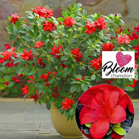 Azalea 'BloomChampion Red' - Image Courtesy of BALDUR Garten