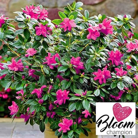 Azalea 'BloomChampion Rose' - Image Courtesy of BALDUR Garten