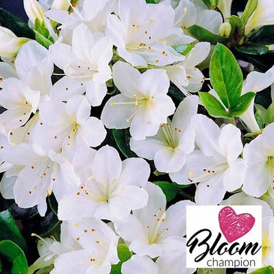 Azalea 'BloomChampion White' - Image Courtesy of BALDUR Garten