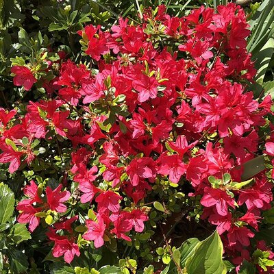 Azalea Japonica 'Hino Crimson' (Be) - Photo by Famartin (CC BY-SA 4.0)