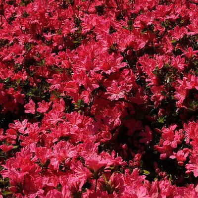 Azalea maruschka - Photo by ForestWander (CC BY-SA 3.0)