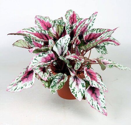 Begonia Beleaf 'Maui Sunset' - Image courtesy of Pannebakker