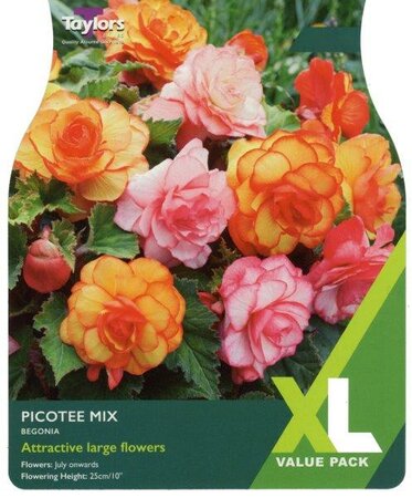 Begonia 'Picotee Mixed' (5 bulbs)