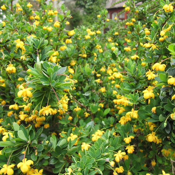 Berberis Buxifolia Nana (3L pot) - Ardcarne Garden Centre | Roscommon ...