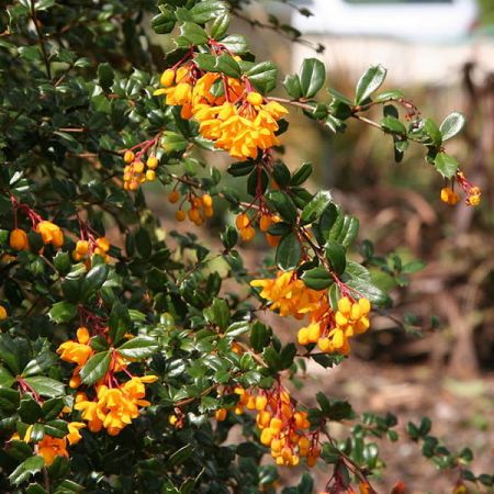 Berberis darwinii 'Nana' - Photo by Michael Wolf (GFDL)