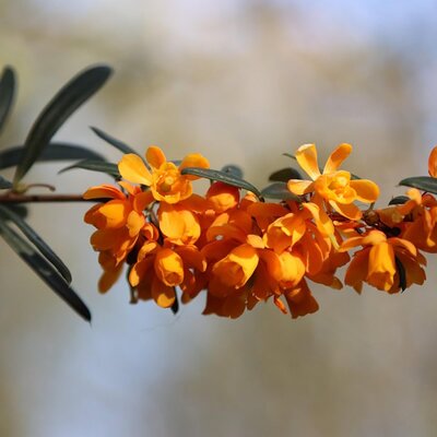 Berberis lologensis 'Mystery Fire' - Image by Mari Loli from Pixabay