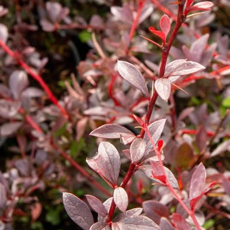 Berberis 'Red Chief' (3L pot)