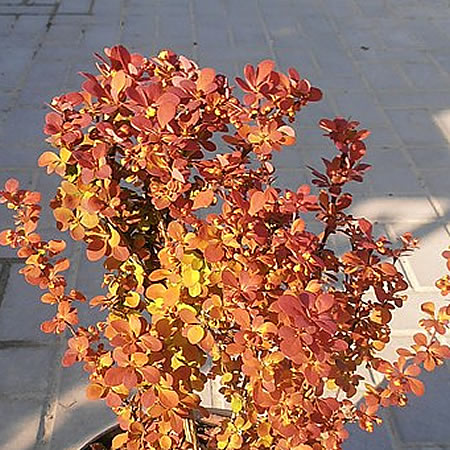 Berberis 'Orange Dream' - Photo by Tournasol7 (CC BY-SA 3.0)