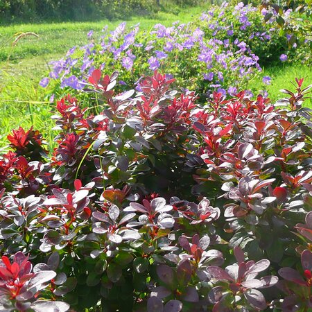 Berberis thunbergii 'Lutin Rouge' - Photo by RY (Ardcarne Garden Centre)