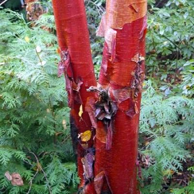 Betula albosinensis 'Fascination' - Public Domain Image