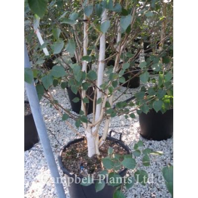 Betula Jacquemontii Multi-Stem - Photo courtesy of Campbells Plants Ltd