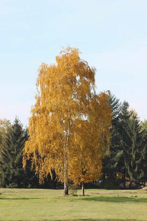 Betula pendula 'Tristis' - Image by Udo Voigt from Pixabay
