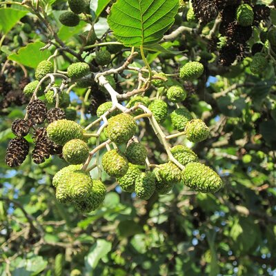 Black Alder (Alnus glutinosa) 90-120cm Bare Root