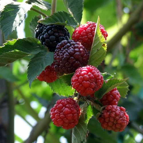 Blackberry 'Triple Crown' (3L pot) - Ardcarne Garden Centre | Roscommon ...