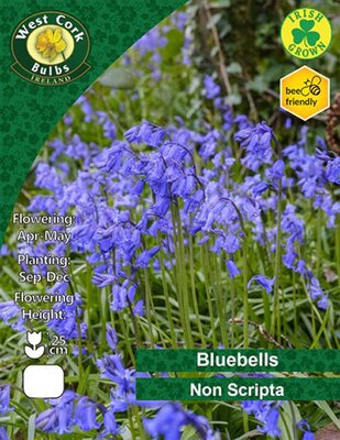 Bluebells Non Scripta 'Irish Grown' - Image courtesy of West Cork Bulbs