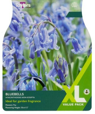 Bluebells - Hyacinthoides Non-Scripta XL - Image courtesy of Taylor's Bulbs