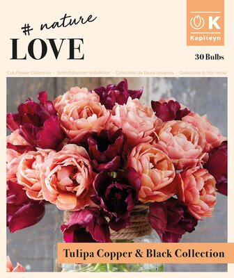 Bouquet Copper & Black Tulip Collection (30 bulbs) - image 1