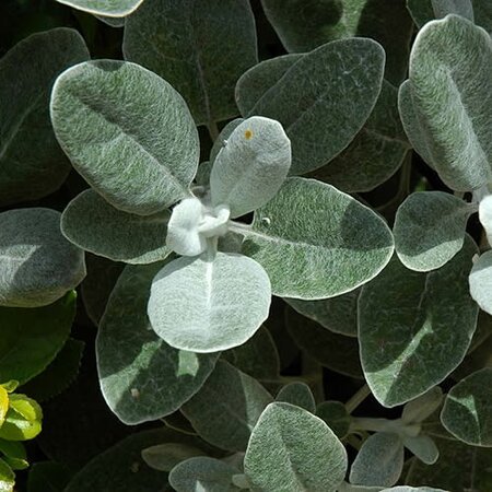 Brachyglottis 'Walberton's Silver Dormouse' - Photo by Calips (GFDL)