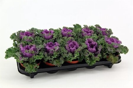 Brassica curly purple (10.5cm pot)